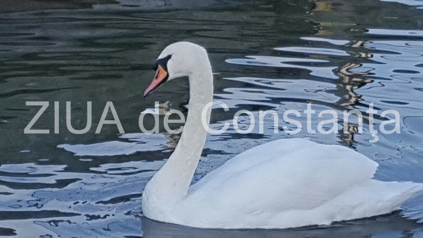 cu toata frumusetea toamnei inainte abandonati va linistii in mangalia galerie foto 612739 cu toata frumusetea toamnei inainte abandonati va linistii in mangalia galerie foto 612739