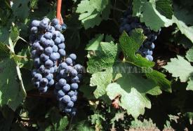 Perioada strugurilor