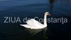 Fotoreportaj Priveliște nespus de frumoasă cu lebede, la Constanţa (galerie foto+video)  