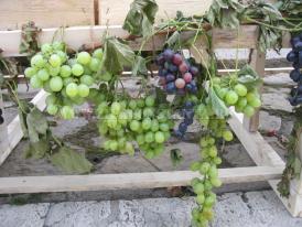 Ziua 14 a dietei cu struguri 