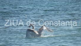 Tulcea Focare de gripă aviară confirmate