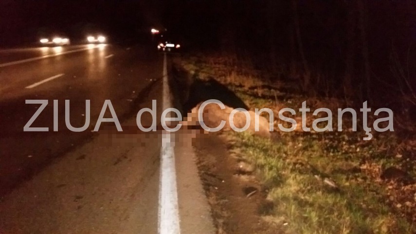 un porc mistret a fost lovit mortal de o masina la iesirea din valu lui traian 617405 un porc mistret a fost lovit mortal de o masina la iesirea din valu lui traian 617405