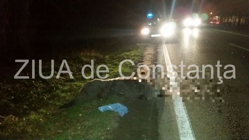 un porc mistret a fost lovit mortal de o masina la iesirea din valu lui traian 617405 un porc mistret a fost lovit mortal de o masina la iesirea din valu lui traian 617405