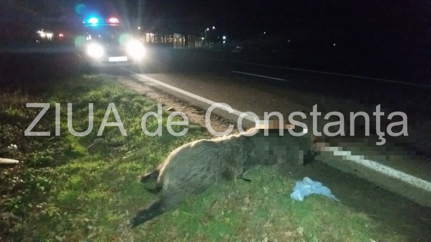 un porc mistret a fost lovit mortal de o masina la iesirea din valu lui traian 617405 un porc mistret a fost lovit mortal de o masina la iesirea din valu lui traian 617405