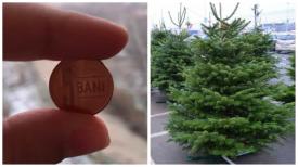 Bănuțul de cupru – secretul pentru ca bradul de crăciun să nu se usuce!