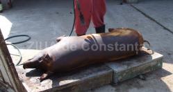 De ce se taie porcul de Ignat? Ce trebuie să facă azi copiii ca să fie sănătoşi tot anul