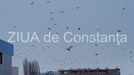Fotoreportaj Spectacol pe cerul Constanței. Mii de ciori prevestesc vremea rea (galerie foto+video)  