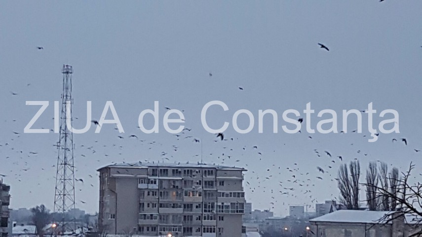 fotoreportaj spectacol pe cerul din constanta mii de ciori prevestesc vremea rea 620117 fotoreportaj spectacol pe cerul din constanta mii de ciori prevestesc vremea rea 620117