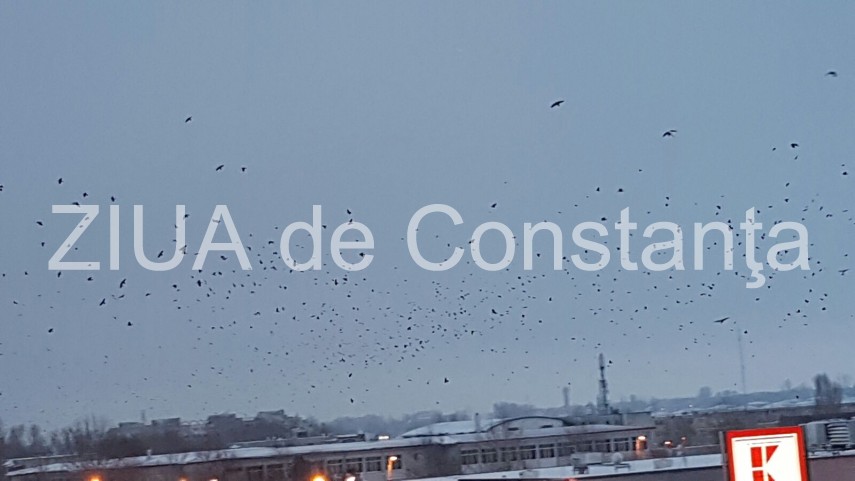 fotoreportaj spectacol pe cerul din constanta mii de ciori prevestesc vremea rea 620117 fotoreportaj spectacol pe cerul din constanta mii de ciori prevestesc vremea rea 620117