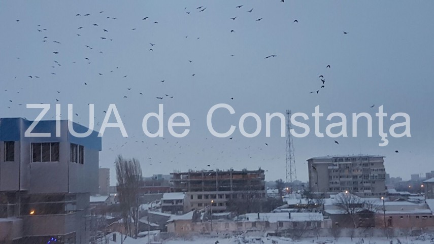 fotoreportaj spectacol pe cerul din constanta mii de ciori prevestesc vremea rea 620117 fotoreportaj spectacol pe cerul din constanta mii de ciori prevestesc vremea rea 620117