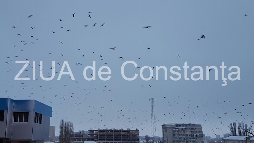 fotoreportaj spectacol pe cerul din constanta mii de ciori prevestesc vremea rea 620117 fotoreportaj spectacol pe cerul din constanta mii de ciori prevestesc vremea rea 620117