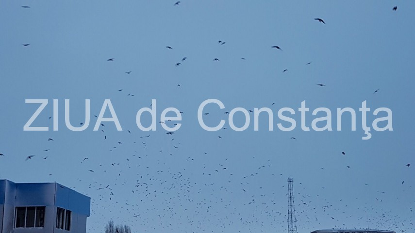 fotoreportaj spectacol pe cerul din constanta mii de ciori prevestesc vremea rea 620117 fotoreportaj spectacol pe cerul din constanta mii de ciori prevestesc vremea rea 620117