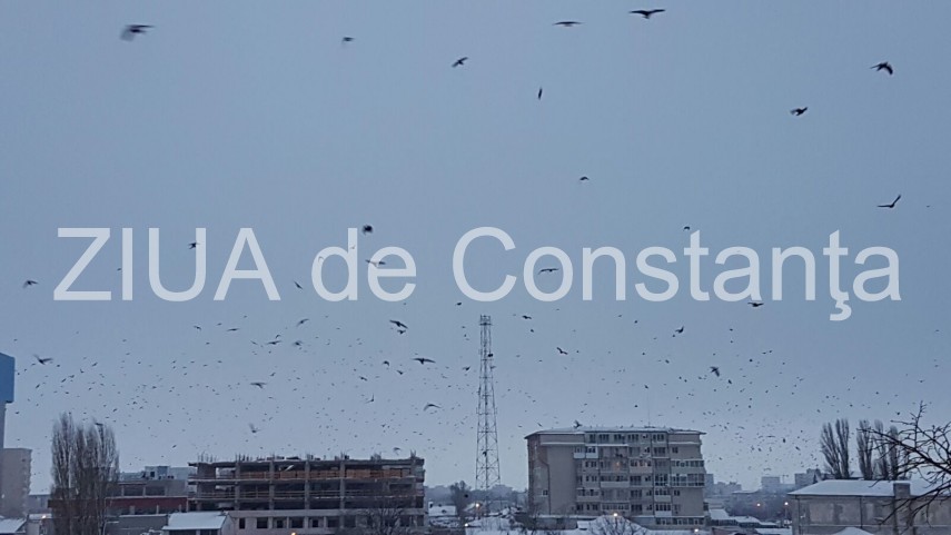 fotoreportaj spectacol pe cerul din constanta mii de ciori prevestesc vremea rea 620117 fotoreportaj spectacol pe cerul din constanta mii de ciori prevestesc vremea rea 620117