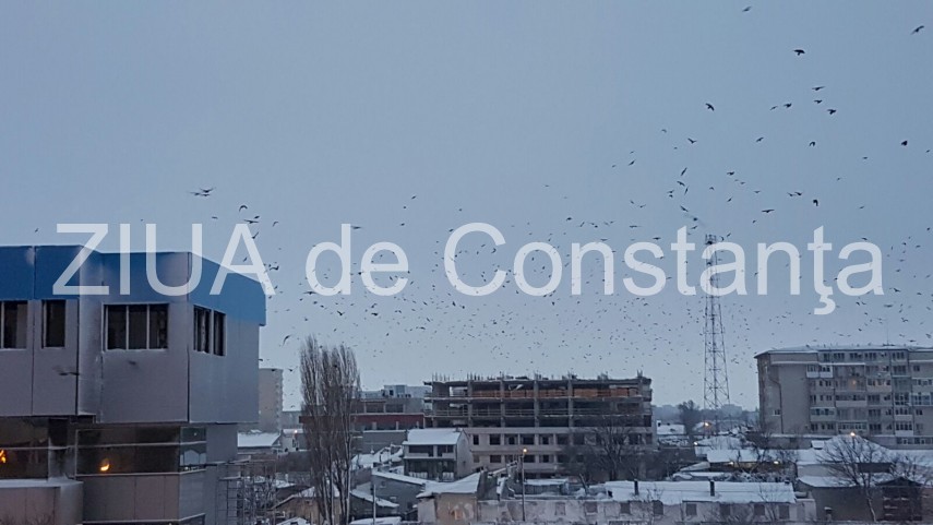 fotoreportaj spectacol pe cerul din constanta mii de ciori prevestesc vremea rea 620117 fotoreportaj spectacol pe cerul din constanta mii de ciori prevestesc vremea rea 620117