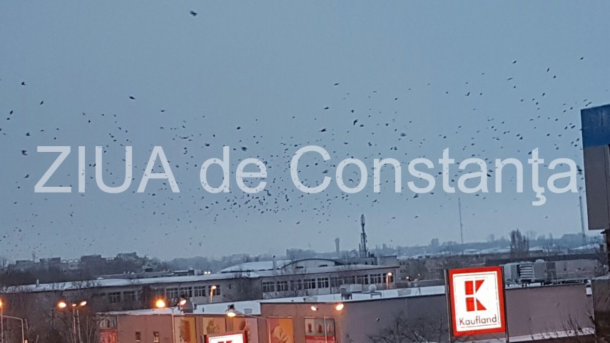 fotoreportaj spectacol pe cerul din constanta mii de ciori prevestesc vremea rea 620117 fotoreportaj spectacol pe cerul din constanta mii de ciori prevestesc vremea rea 620117