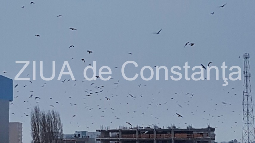 fotoreportaj spectacol pe cerul din constanta mii de ciori prevestesc vremea rea 620117 fotoreportaj spectacol pe cerul din constanta mii de ciori prevestesc vremea rea 620117