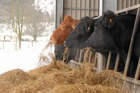 Recomandări ANSVSA. În atenția crescătorilor de animale