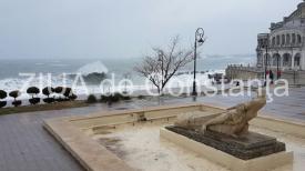 Irina Lucia Mihalca - Nu ştie nimeni când cade o stea  