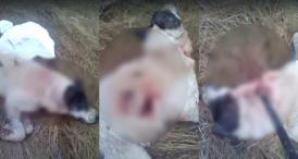 UPDATE. Filmare postată pe Facebook Câine, lovit cu bestialitate. Poliţiştii constănţeni fac verificări