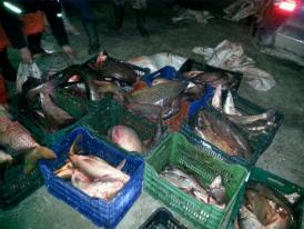 Peşte fără documente legale, confiscat la Tulcea