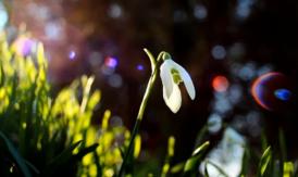 Georgian - Ţi-am adus un mărţişor    