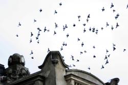 Irina Lucia Mihalca - Clipa de taină