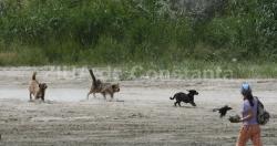 Constănţean atacat de un câine fără stăpân