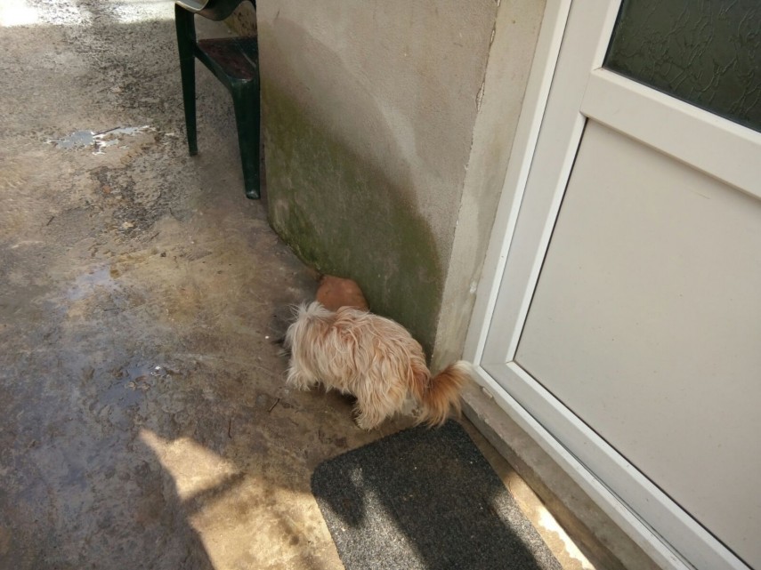 operatiune pentru salvarea unui caine la ovidiu a cazut in hazna galerie foto 626226 operatiune pentru salvarea unui caine la ovidiu a cazut in hazna galerie foto 626226