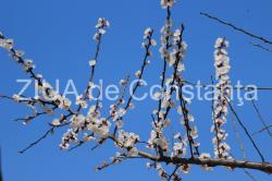 „Explozie” de flori și verdeață. Primăvara, în splendoarea ei (fotoreportaj) 