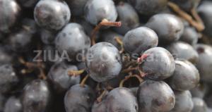 Centrulnatura.ro O toamnă cu roade îmbelșugate  