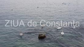 Irina Lucia Mihalca - Un drum în noapte