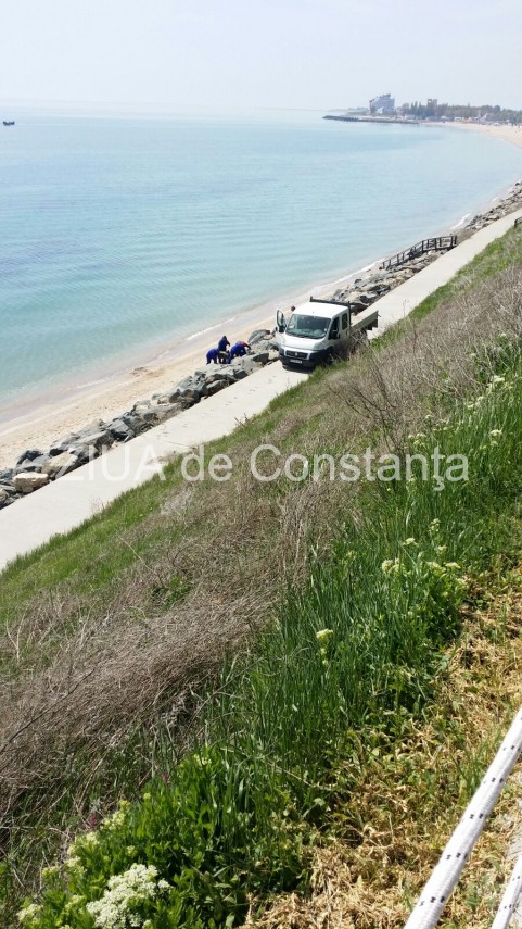 delfin mort la costinesti in zona epava al doilea intr o saptamana 630205