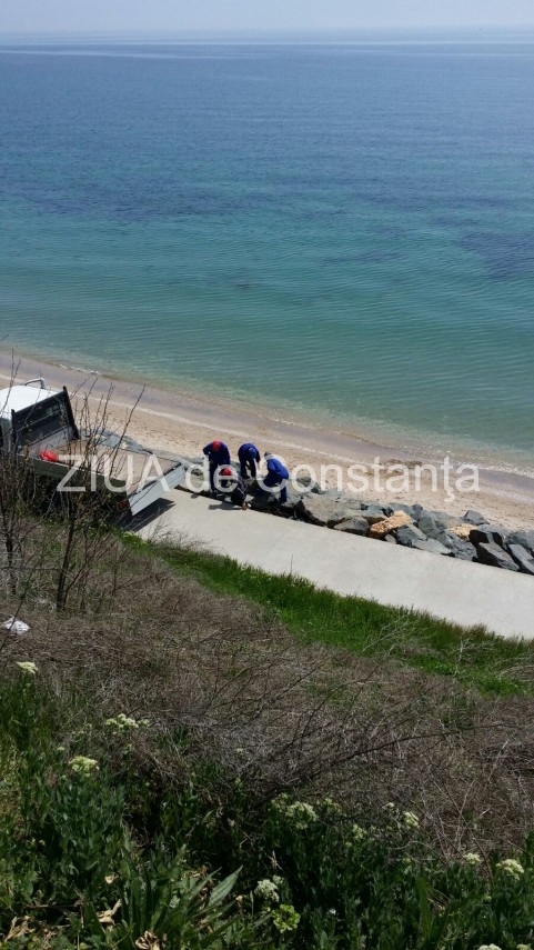 delfin mort la costinesti in zona epava al doilea intr o saptamana 630205
