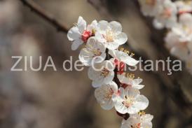 Zâmbetul şi dinţii