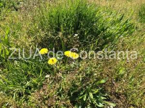 Centrulnatura.ro Rețetă – Salată cu avocado, măr și păpădie  