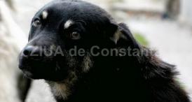 Tânără mușcată de un câine, la Constanţa! S-a lăsat cu dosar penal