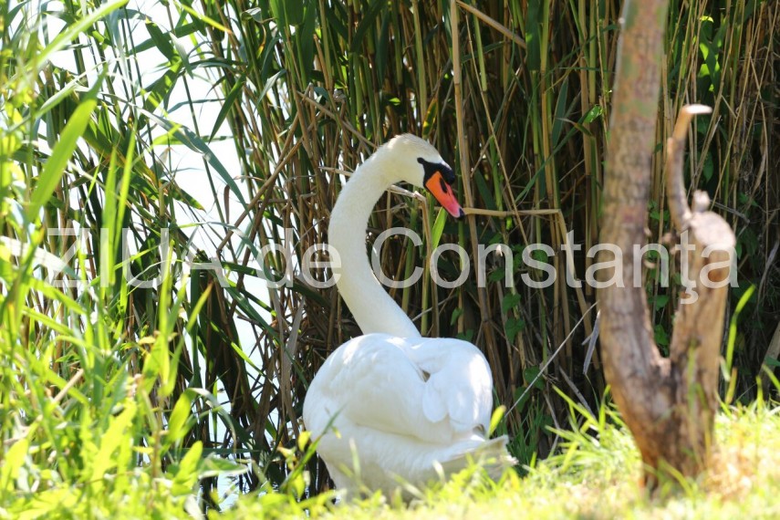 constanta lebede si rate salbatice cu boboci pe lacul tabacarie imagini rare 631937 constanta lebede si rate salbatice cu boboci pe lacul tabacarie imagini rare 631937