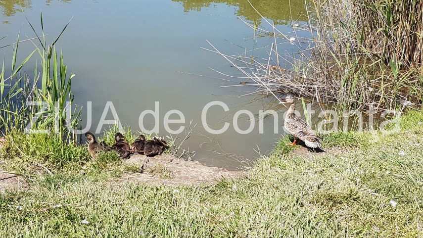 constanta lebede si rate salbatice cu boboci pe lacul tabacarie imagini rare 631937 constanta lebede si rate salbatice cu boboci pe lacul tabacarie imagini rare 631937