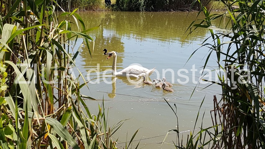 constanta lebede si rate salbatice cu boboci pe lacul tabacarie imagini rare 631937 constanta lebede si rate salbatice cu boboci pe lacul tabacarie imagini rare 631937