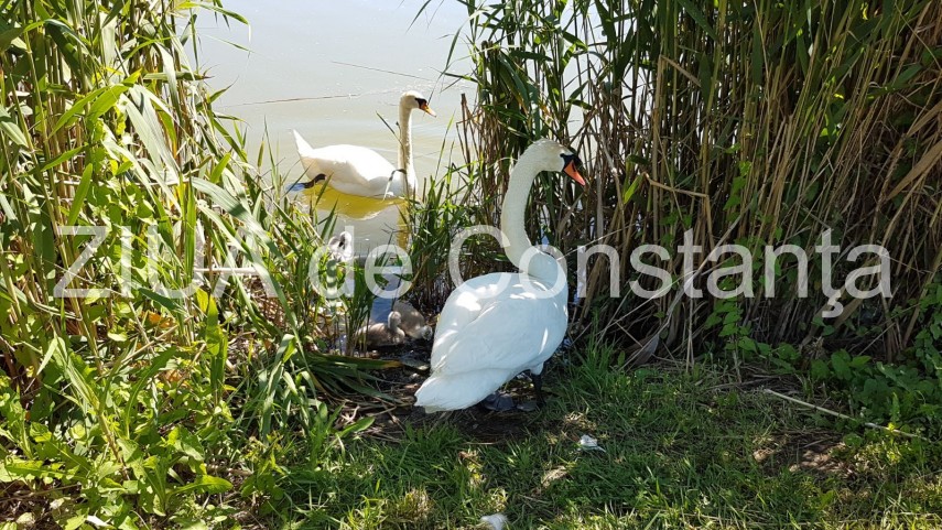 constanta lebede si rate salbatice cu boboci pe lacul tabacarie imagini rare 631937 constanta lebede si rate salbatice cu boboci pe lacul tabacarie imagini rare 631937