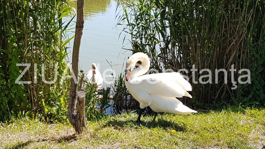 constanta lebede si rate salbatice cu boboci pe lacul tabacarie imagini rare 631937 constanta lebede si rate salbatice cu boboci pe lacul tabacarie imagini rare 631937