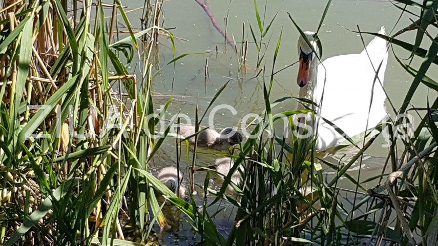 constanta lebede si rate salbatice cu boboci pe lacul tabacarie imagini rare 631937 constanta lebede si rate salbatice cu boboci pe lacul tabacarie imagini rare 631937