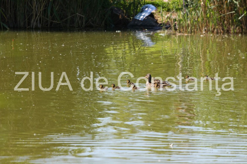 constanta lebede si rate salbatice cu boboci pe lacul tabacarie imagini rare 631937 constanta lebede si rate salbatice cu boboci pe lacul tabacarie imagini rare 631937