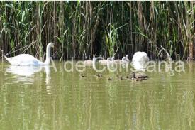  Constanţa. Lebede şi raţe sălbatice cu boboci pe Lacul Tăbăcărie. Imagini rare (galerie foto+video)   