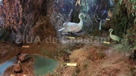 Fotoreportaj Centrul Muzeal Ecoturistic Delta Dunării, loc preferat de turiști şi de constănţeni (video)      