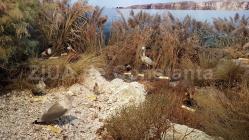 Ziua mondială a Mediului se sărbătoreşte pe 5 iunie