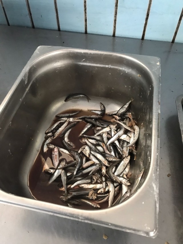 control al comisarilor cjpc constanta la o terasa din neptun in ce conditii erau depozitate alimentele control al comisarilor cjpc constanta la o terasa din neptun in ce conditii erau depozitate alimentele