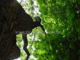 Vindecarea rădăcinilor   