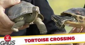 Funny video Cross de ţestose  