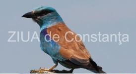 Știți ce este dumbrăveanca? O minunată pasăre migratoare găsită, de noi, în județul Constanța. Ce frumusețe remarcabilă! Unde migrează